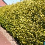 Vtáčí zob vajcolistý (Ligustrum Ovalifolium) ´AUREUM´ - výška 20-30 cm, kont. C2L